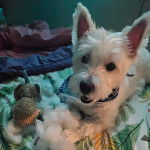 Un West Highland Doxie allongé et portant un collier autour du cou