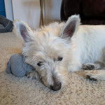 Un West Highland Doxie allongé sur une moquette et semblant détendu
