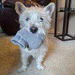 Un West Highland Doxie sur une moquette et ayant une chaussette dans sa gueule