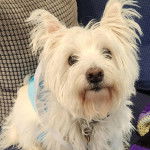 Un West Highland Doxie assis sur un canapé et portant un collier autour du cou