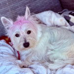 Un West Highland Doxie allongé sur un fauteuil et regardant vers la caméra