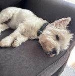 Un West Highland Doxie allongé sur un canapé et portant un collier autour du cou