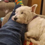 Un West Highland Doxie allongé et portant un collier autour du cou