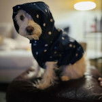 Un West Highland Doxie assis sur un canapé et portant un habit pour chien