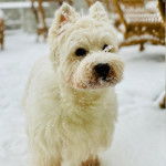 Un West Highland Doxie sur une surface enneigée 