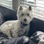 Un West Highland Doxie sur un canapé et portant un collier autour du cou