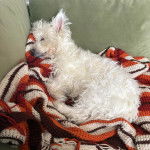 Un West Highland Doxie allongé sur un canapé et portant un collier autour du cou