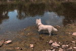 Un West Highland Doxie dans l'eau et portant un collier autour du cou