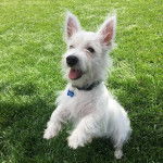 Un West Highland Doxie sur une surface gazonnée et portant un collier autour du cou