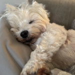 Un West Highland Doxie allongé sur un canapé et semblant dormir