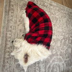 Un West Highland Doxie allongé sur un tapis et portant un habit pour chien 
