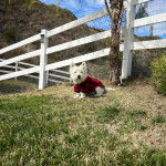 Un West Highland Doxie sur une surface gazonnée et portant un habit pour chien 