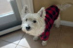 Un West Highland Doxie sur un sol carrelé et portant un habit pour chien 