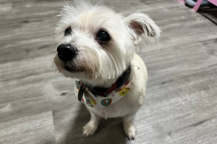 Un West Highland Doxie assis sur parquet portant un foulard et un collier  autour du cou