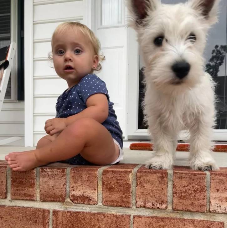 Un West Highland Doxie à côté d'une petite fille