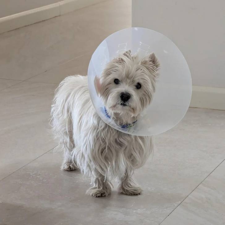 Un West Highland Doxie sur un sol carrelé portant une collerette pour chien