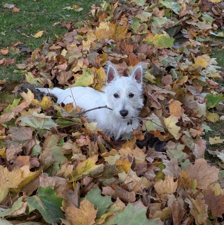 Un West Highland Doxie allongé au milieu d'un tas de feuilles mortes et tenant un bout de bois dans 