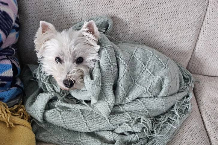 Un West Highland Doxie allongé dans un canapé et recouvert d'une couverture
