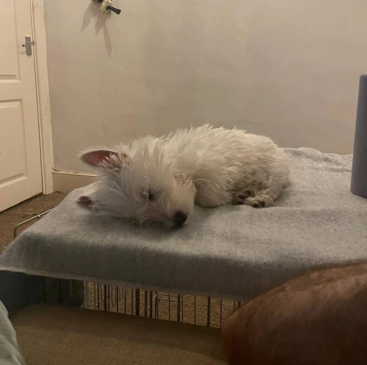Un West Highland Doxie allongé sur un lit et semblant dormir