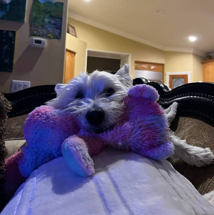 Un West Highland Doxie allongé sur un canapé et ayant la tête posée sur une peluche