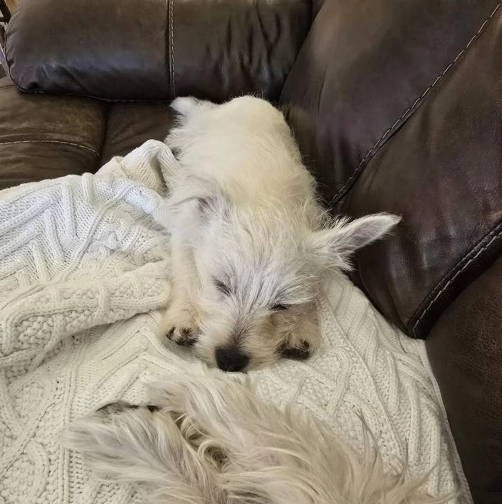 Un West Highland Doxie allongé dans un canapé et semblant dormir