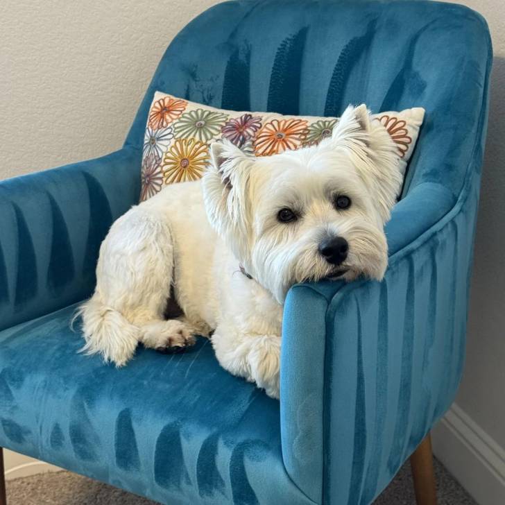 Un West Highland Doxie allongé dans un fauteuil et regardant vers la caméra