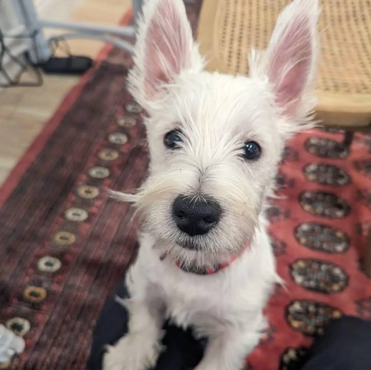 Un West Highland Doxie assis sur un tapis et regardant vers la caméra