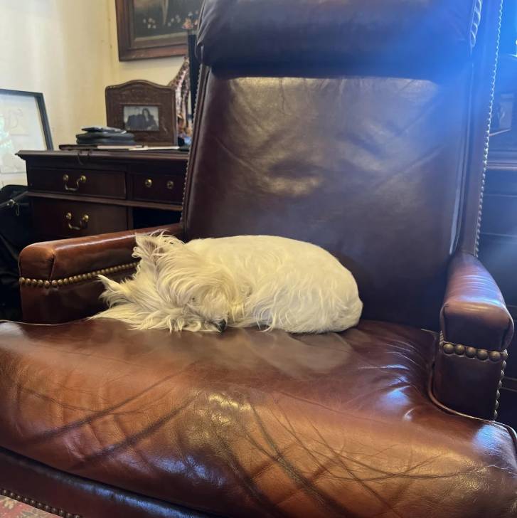 Un West Highland Doxie allongé sur un fauteuil et semblant détendu