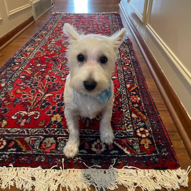 Un West Highland Doxie sur un tapis et portant un foulard autour du cou