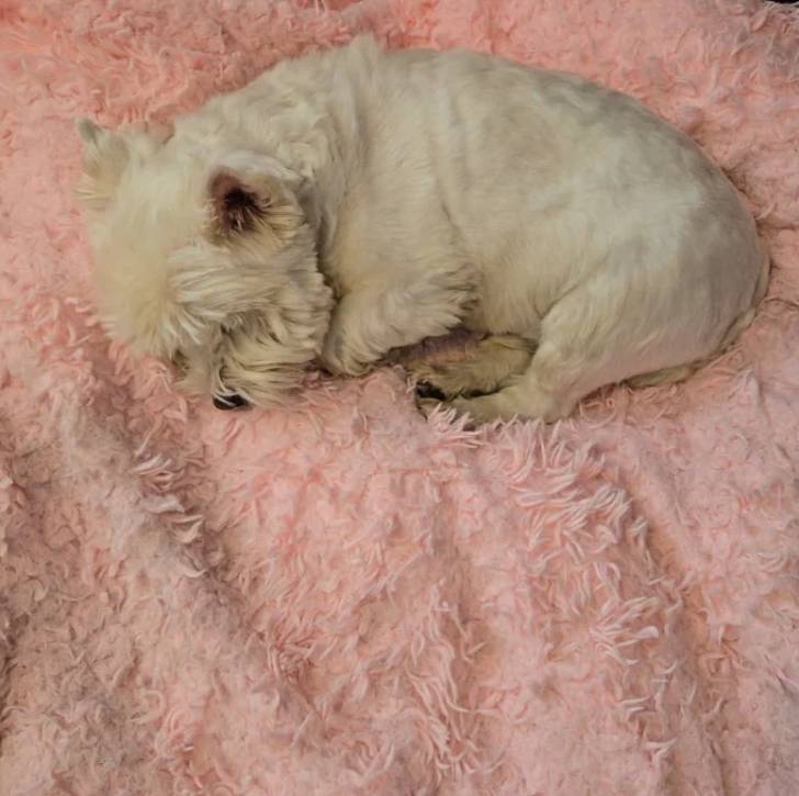 Un West Highland Doxie allongé et semblant dormir 