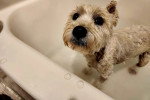 Un West Highland Doxie dans une baignoire et regardant vers la caméra 
