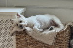 Un West Highland Doxie allongé dans un panier et regardant vers la caméra  