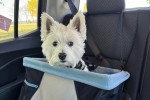 Un West Highland Doxie assis dans un panier sur le siège arrière d'une voiture