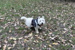 Un West Highland Doxie marchant sur une surface pleine de feuilles mortes 