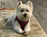 Un West Highland Doxie allongé sur un tapis et portant un harnais