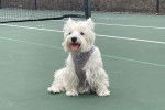 Un West Highland Doxie assis sur un terrain de tennis et portant un harnais