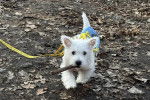 Un West Highland Doxie ayant un bâton dans la gueule et qui est tenu en laisse 