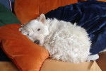 Un West Highland Doxie allongé sur un canapé et semblant détendu