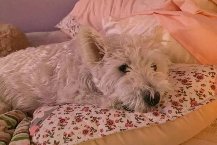 Un West Highland Doxie allongé sur un coussin et regardant vers la caméra