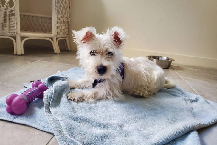 Un West Highland Doxie allongé sur une serviette et portant un harnais  