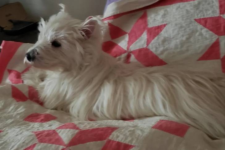 Un West Highland Doxie allongé sur une couverture