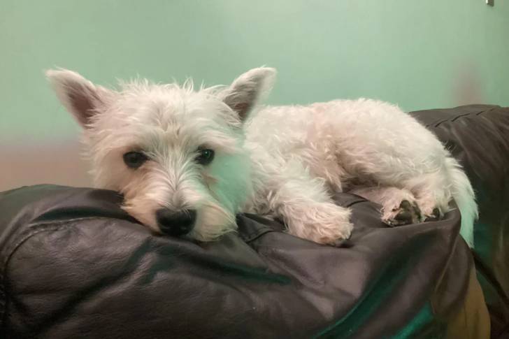 Un West Highland Doxie allongé sur un canapé et regardant vers la caméra