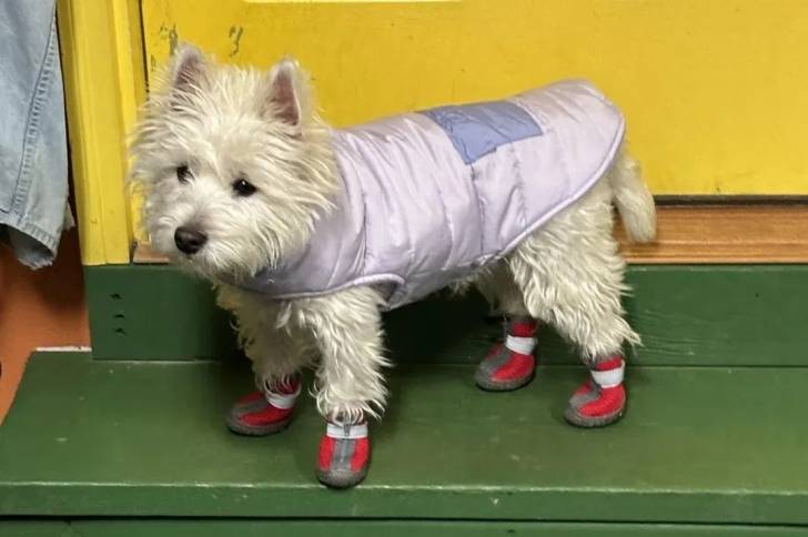 Un West Highland Doxie sur l'une des marche d'un escalier et portant un manteau