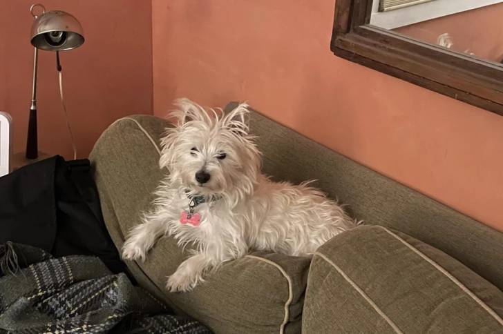 Un West Highland Doxie allongé sur un coussin et regardant vers la caméra