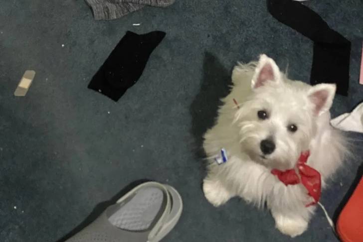 Un West Highland Doxie assis sur une moquette et regardant vers la caméra