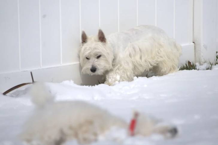 Un West Highland Doxie marchant sur une surface enneigée et semblant avoir froid