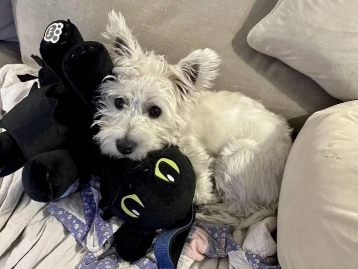 Un West Highland Doxie assis dans un canapé et ayant une peluche dans la gueule