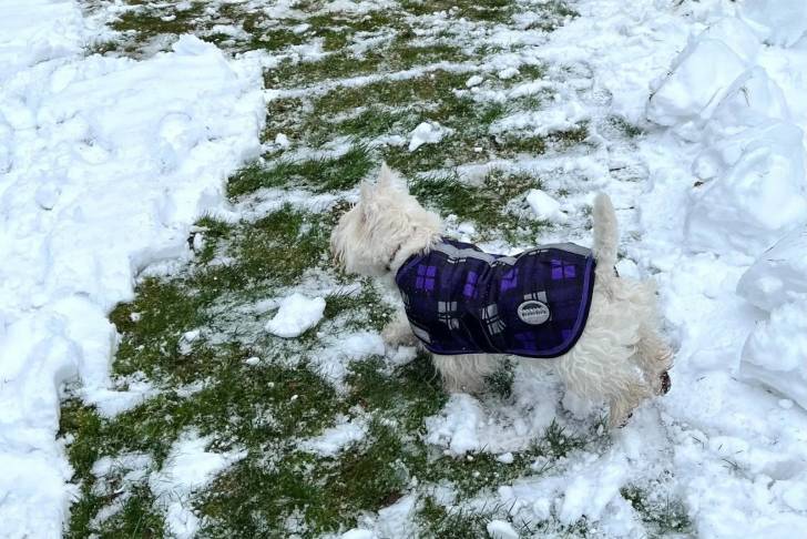 Un West Highland Doxie sur une surface enneigée et portant un harnais 