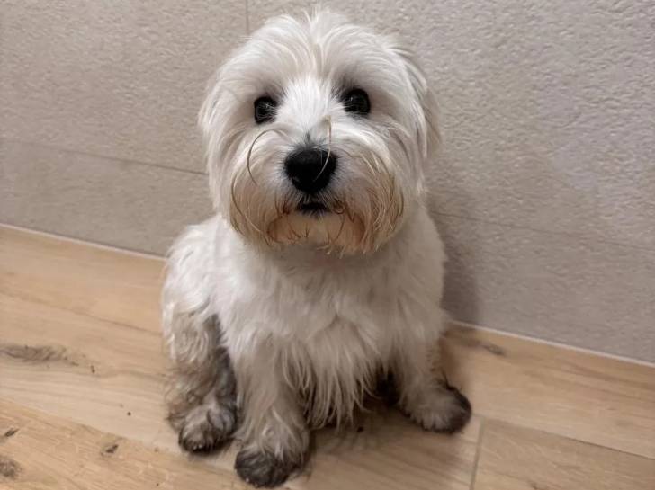 Un West Highland Doxie assis sur un plancher et regardant vers la caméra 