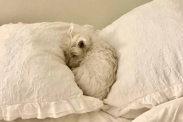 Un West Highland Doxie allongé sur un lit et semblant dormir 